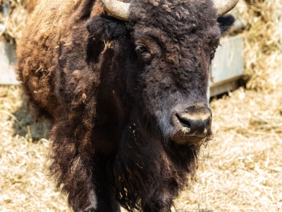  Amerikaanse bizon - De Zonnegloed - Dierenpark - Dieren opvangcentrum - Sanctuary